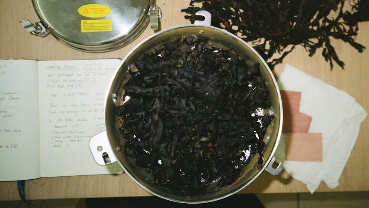 食物浪费的色彩：海藻特别篇