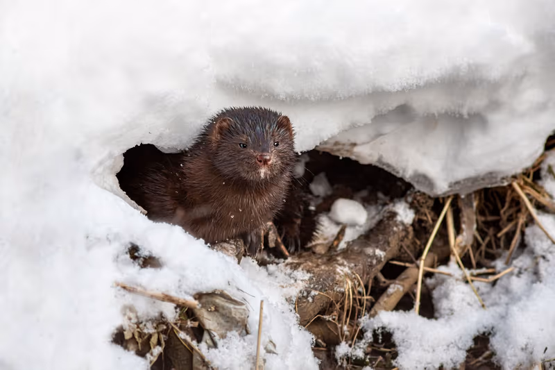 Denmark Delays Final Mink Compensation Cases to Late 2028