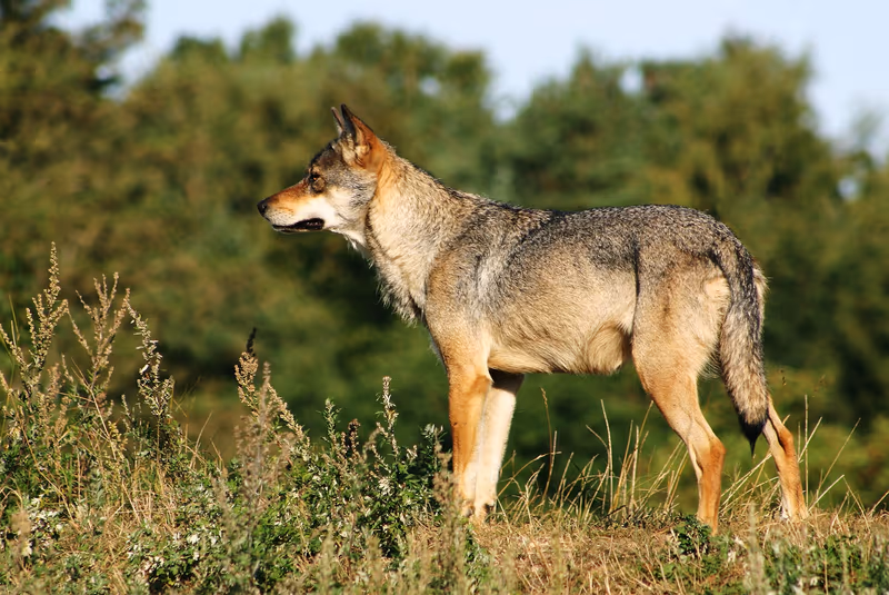 Denmark Wolf Count Reaches 77 as Outdoor Guidance Is Reviewed
