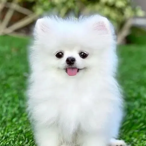 Doggy The Dog